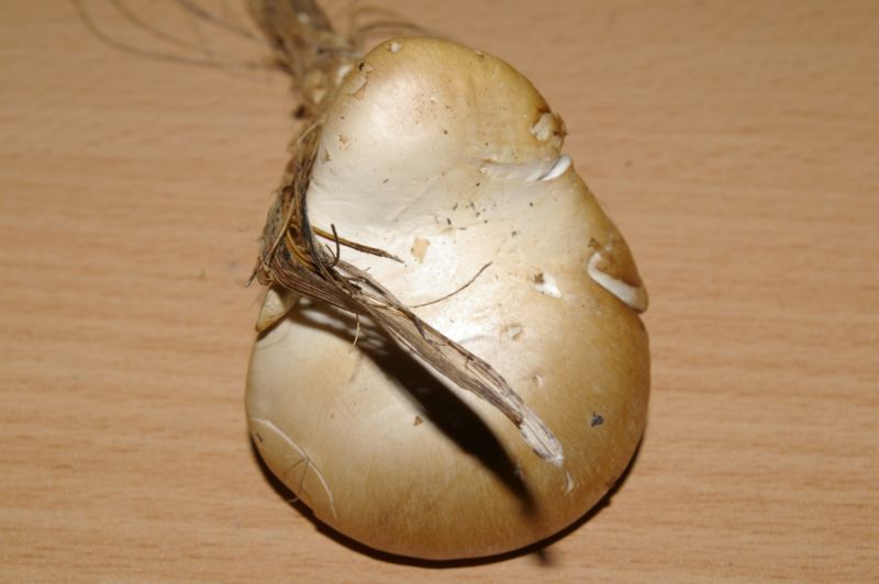 Pleurotus eryngii var. nebrodensis